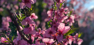 Pink Flower